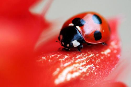 coccinella