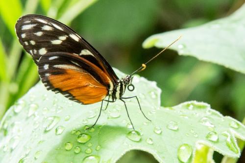 Natura